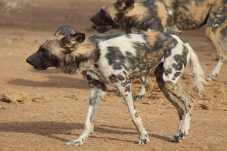 Dominant Male